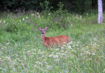 White-tailed deer in meadow - image #473379 gratis