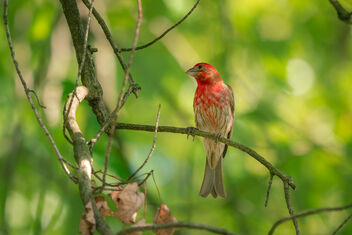 House Finch in Tree - image #473599 gratis