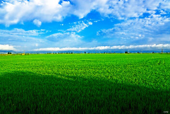 El arrozal - бесплатный image #473669