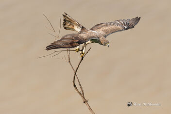 A Bonelli's Eagle Carrying Nest Building Materials - Kostenloses image #474039