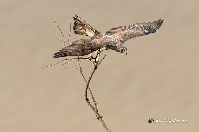 A Bonelli's Eagle Carrying Nest Building Materials - Free image #474039