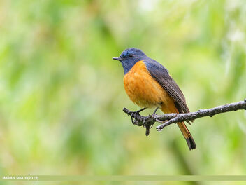 Blue-fronted Redstart (Phoenicurus frontalis) - Free image #474089