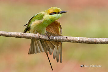 A Green Bee Eater Stretching its wings - image gratuit #474199 