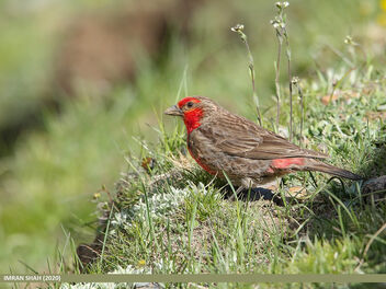 Red-fronted Rosefinch (Carpodacus puniceus) - бесплатный image #474209