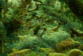 Wistman woods, Dartmoor - Kostenloses image #474259