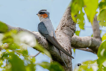 A Crested Treeswift (Male) perched in the hot sun - image #474489 gratis