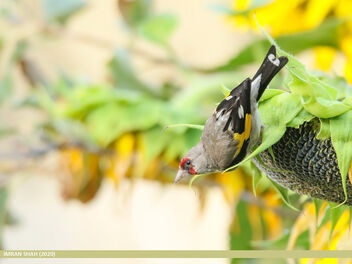 European Goldfinch (Carduelis carduelis) - image #474639 gratis