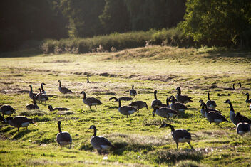 Wolseley, England, Goslings - image gratuit #474669 