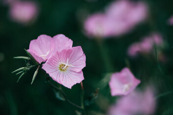 Close up of a pink ladies flower - бесплатный image #475319