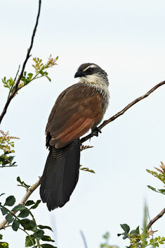 White-browed Coucal - image #475529 gratis
