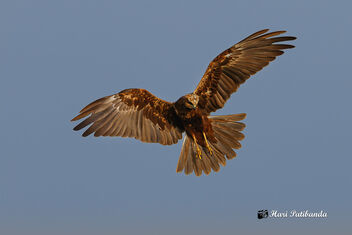 An Eurasian Marsh Harrier looking for a roosting place during sunset - бесплатный image #475609