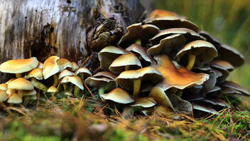 Funky Fungi - Free image #475689