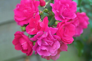 Pink roses - image #475819 gratis