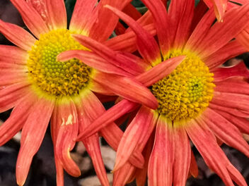 Cottage Apricot - Chrysanthemums - бесплатный image #476049