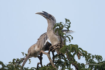 Indian Grey Hornbills looking for more company - image #476109 gratis