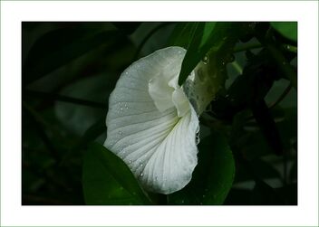 White pea flower - бесплатный image #476199