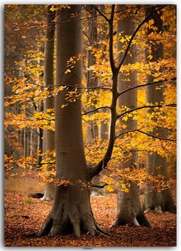 Autumn at its best - image #476309 gratis