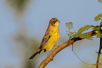 A Seasonal Red Headed Bunting on a Perch - image #476329 gratis