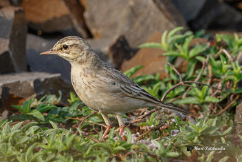 A Rare Sighting of a Tawny Pipit - Free image #476509