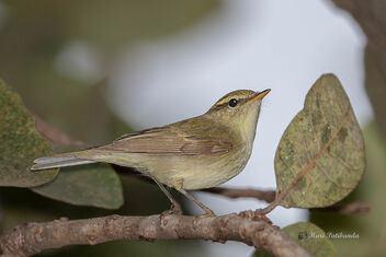 A Very Tiny Green(Ish) Warbler in the canopy - image #476569 gratis