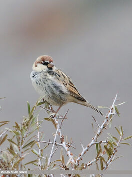 Spanish Sparrow (Passer hispaniolensis) - Free image #476639