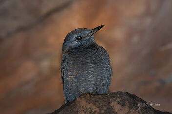 A Blue Rock Thrush beginning its day - Kostenloses image #476769