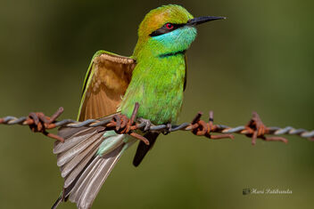 A Bright looking Green Bee Eater - image #476909 gratis