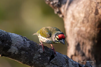 A Coppersmith Barbet on the edge of a huge cliff - Kostenloses image #477119