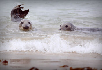 Half Submerged Seals - image gratuit #477209 