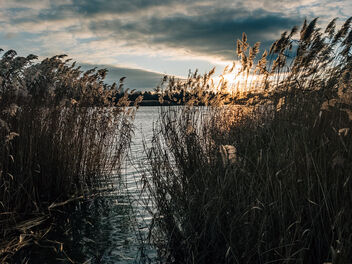 Common reed growing at the shallow end of a lake. Sunset in the background - бесплатный image #477329