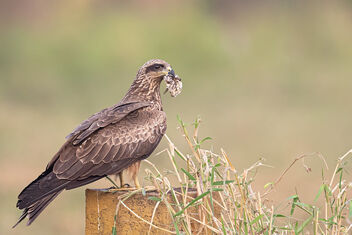 A Black Kite with a potential nesting Material - Free image #477399