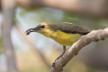 A female Purple Sunbird with a catch - Kostenloses image #477429