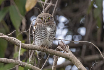 A Surprising find - A Jungle Owlet - Free image #477499
