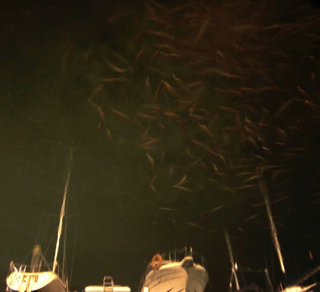 Fishy Night - Free image #477519
