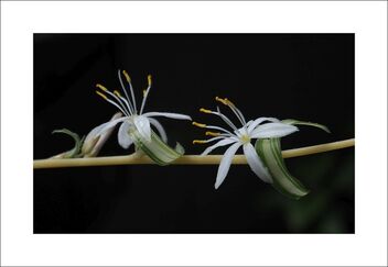 Small white flowers of spider plant - image #477559 gratis