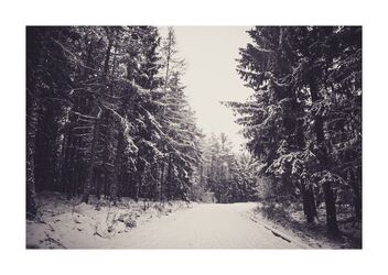 Snowforest - image #477899 gratis
