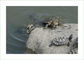 Turtles climbing the rock to tan themselves - Free image #477979