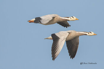 A Pair of Bar-Headed Geese in Flight - image gratuit #478049 