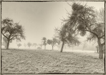 Foggy orchard - image #478059 gratis
