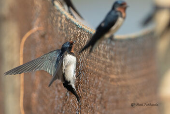 Action on the Nets - Barn Swallows - Free image #478179