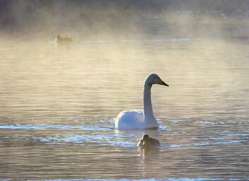 Misty and frosty pond - Free image #478259