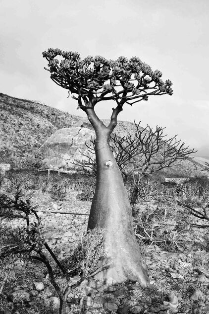 Bottle Tree (Desert Rose) - Free image #478819