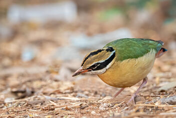 Finally, Got the Indian Pitta! - Free image #478939