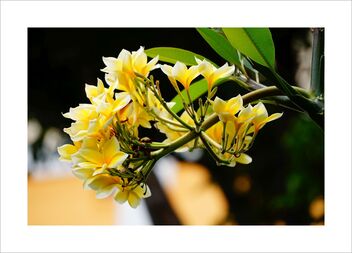 Frangipani flower - бесплатный image #478969