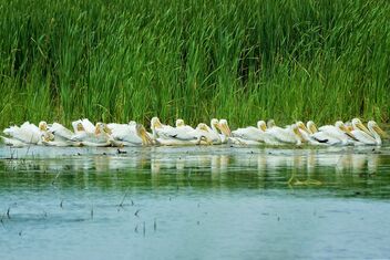 Pelicans on the Marsh - бесплатный image #479119