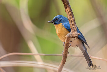 A Tickell's Blue Flycatcher ready to spring - image #479189 gratis