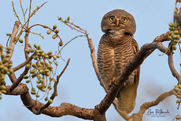A Curious Jungle Owlet - Free image #479329
