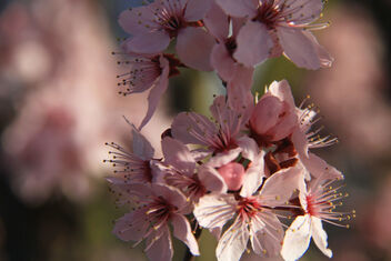 Cherry blossom - image #479399 gratis