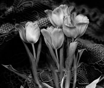 Tulipes Intimes - image gratuit #479459 