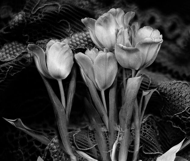 Tulipes Intimes - Free image #479459